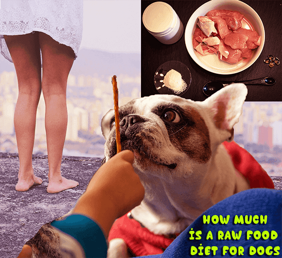 How Much is a Raw Food Diet for Dogs