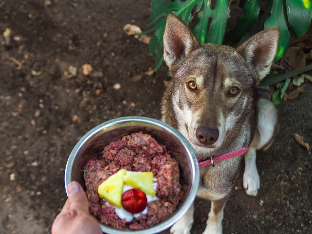 Can You Mix Raw And Cooked Dog Food  : Best Practices for Balanced Nutrition.