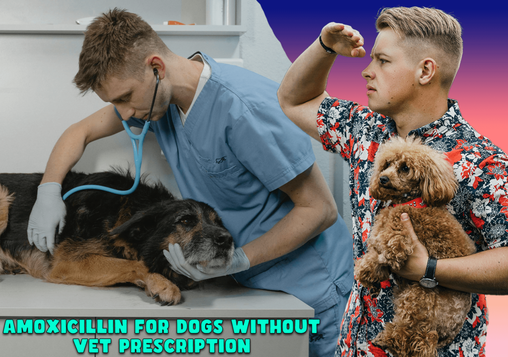 amoxicillin for dogs without vet prescription