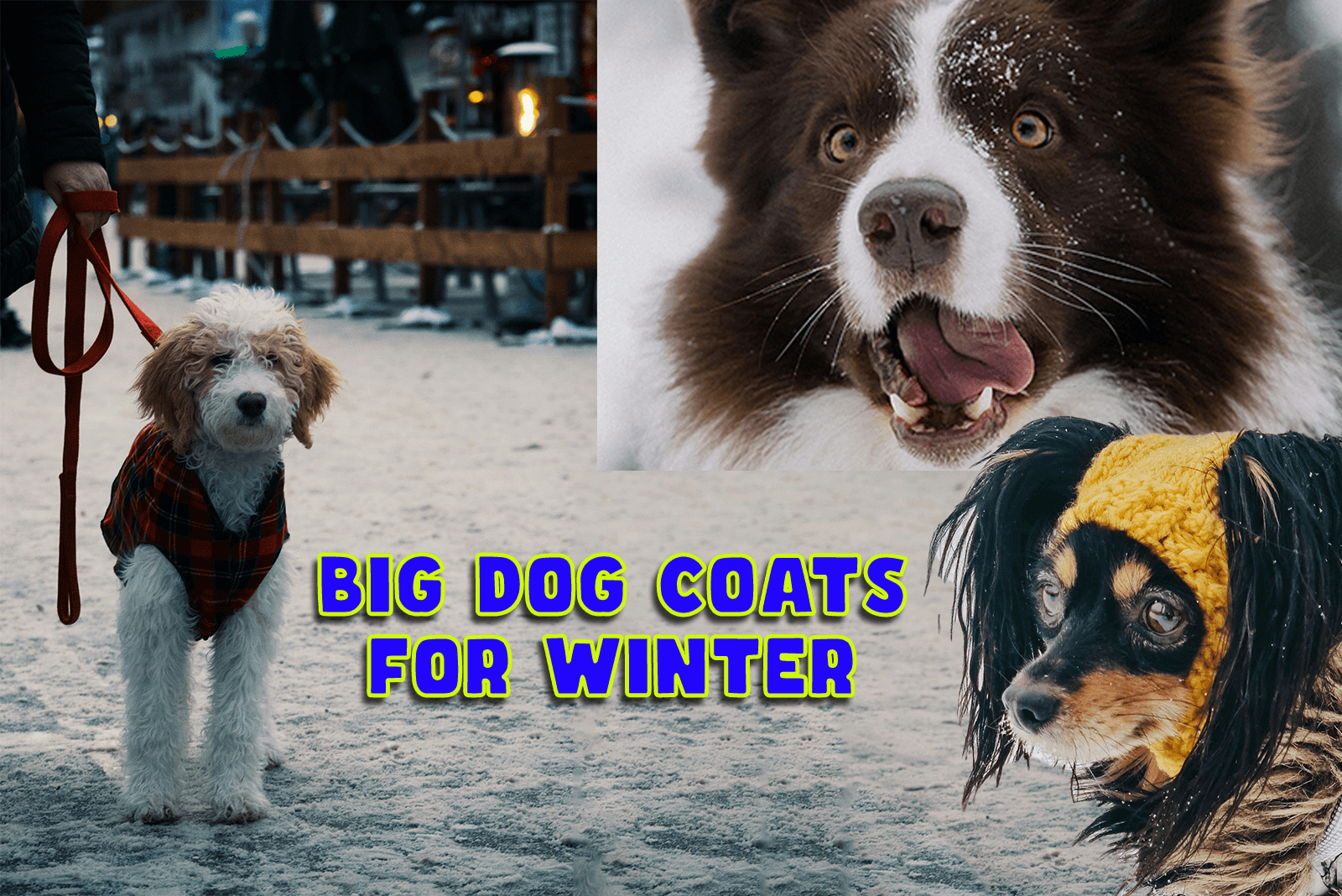 big dog coats for winter