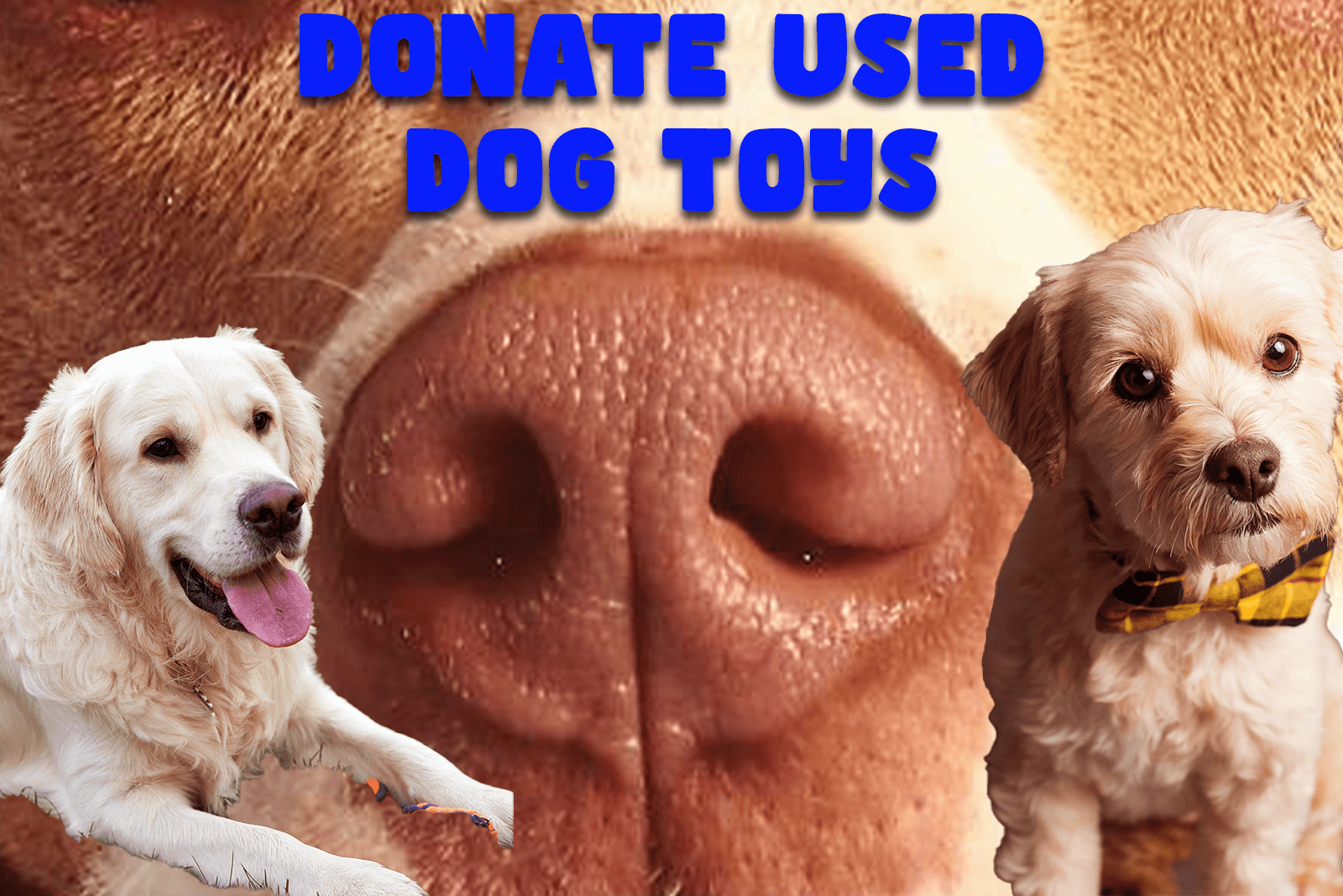 donate used dog toys